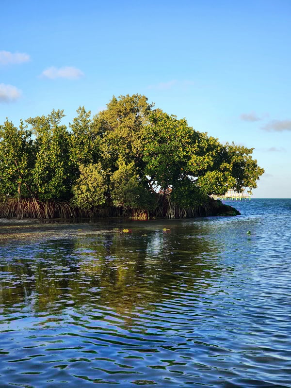 Mangrove in Islamorada, Florida