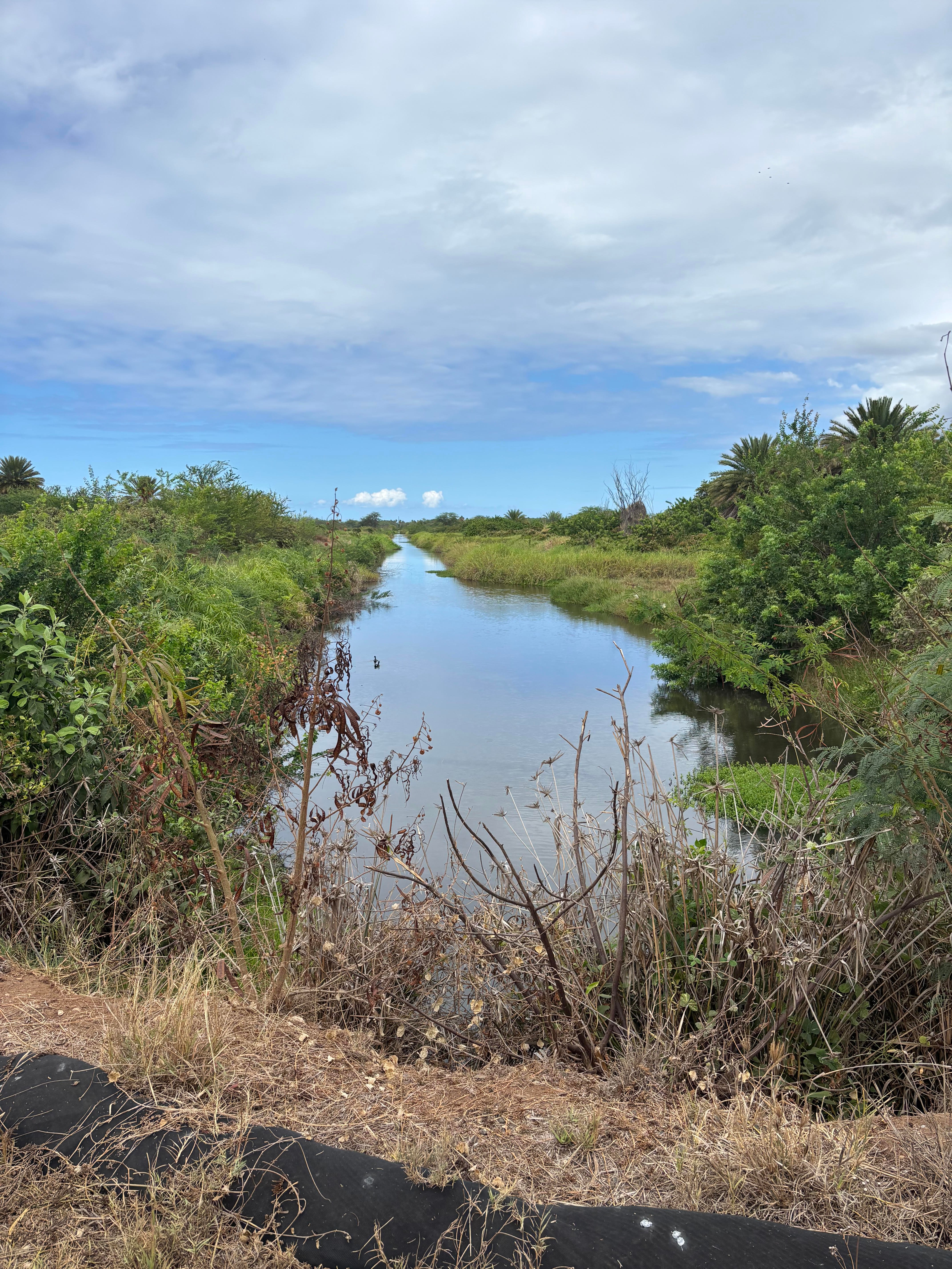 Picture of drainage ditch on west side of Kaua‘i draining agricultural fields to ocean. Photo shows green fields with a watery ditch running down the middle, towards the horizon.