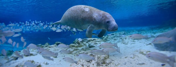 A manatee in clear blue water.