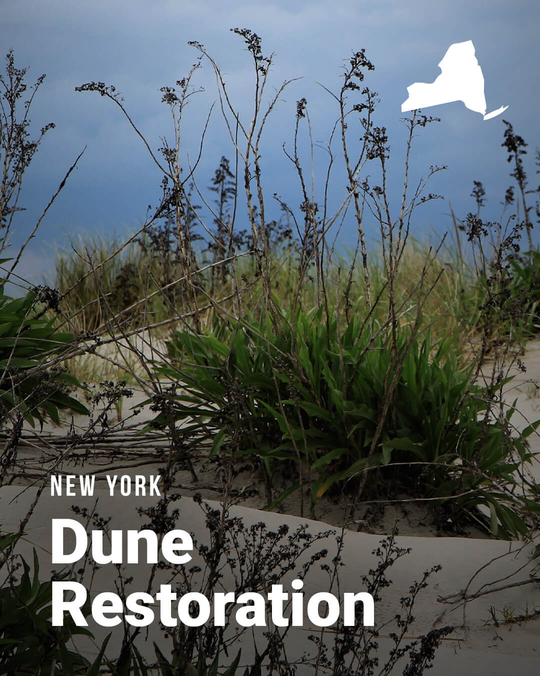 NY-Dune_NBS-Slider-2