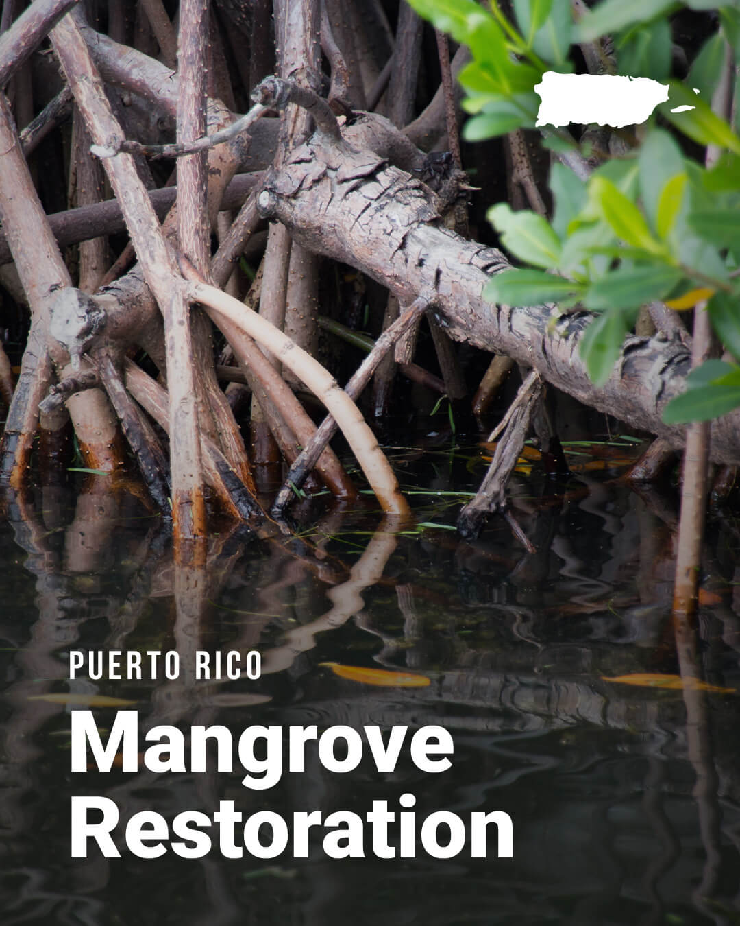 PR-Mangrove_NBS-Slider-2