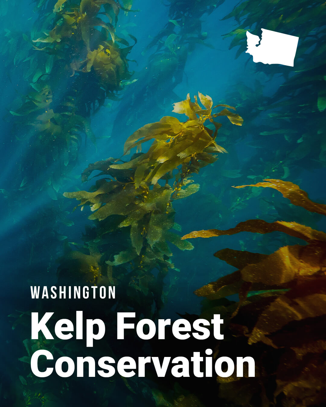 WA-Kelp_NBS-Slider-2