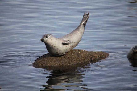 Seal