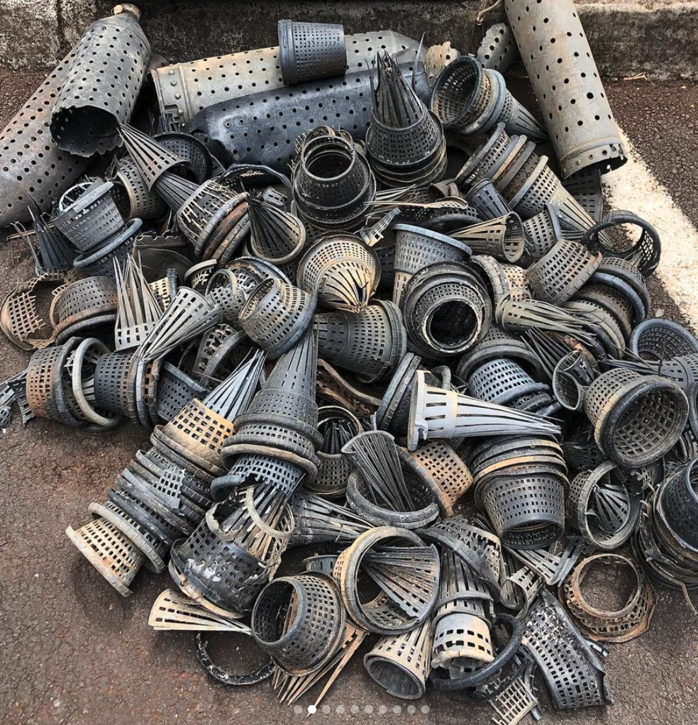 Lanai traps Cheryl King