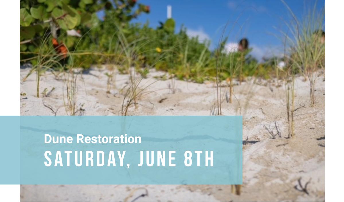 Saturday, June 8th - Dune Restoration