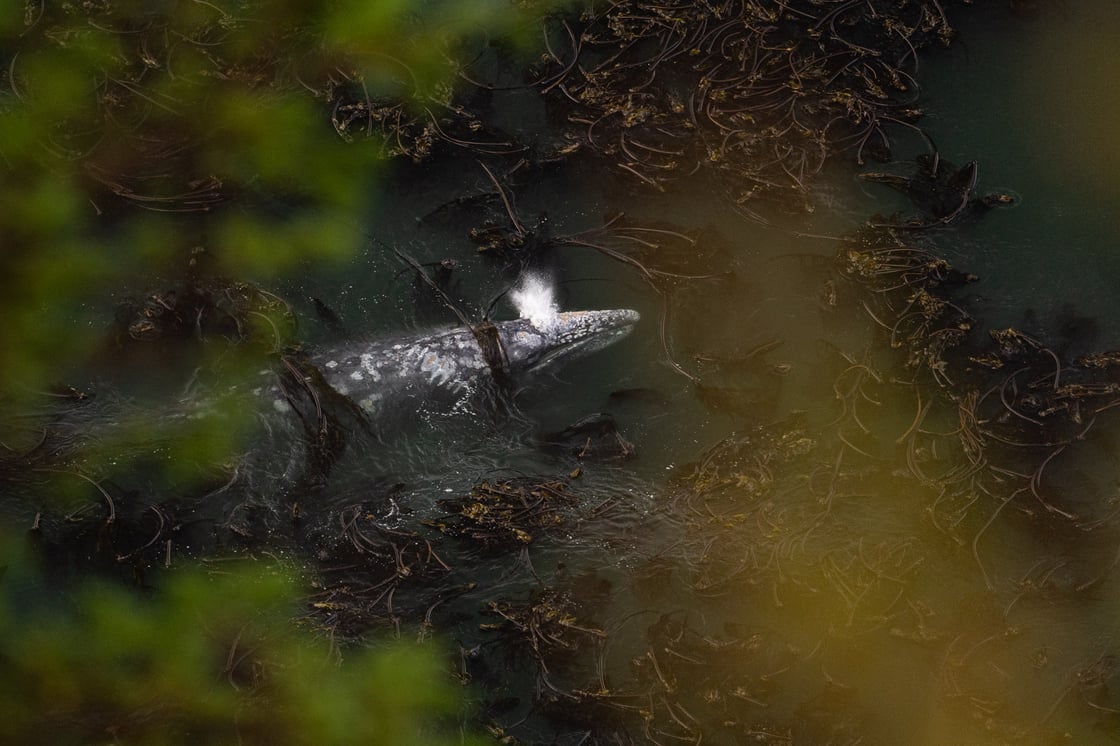 Gray whale amongst a healthy kelp forest - photo Eric Urdahl