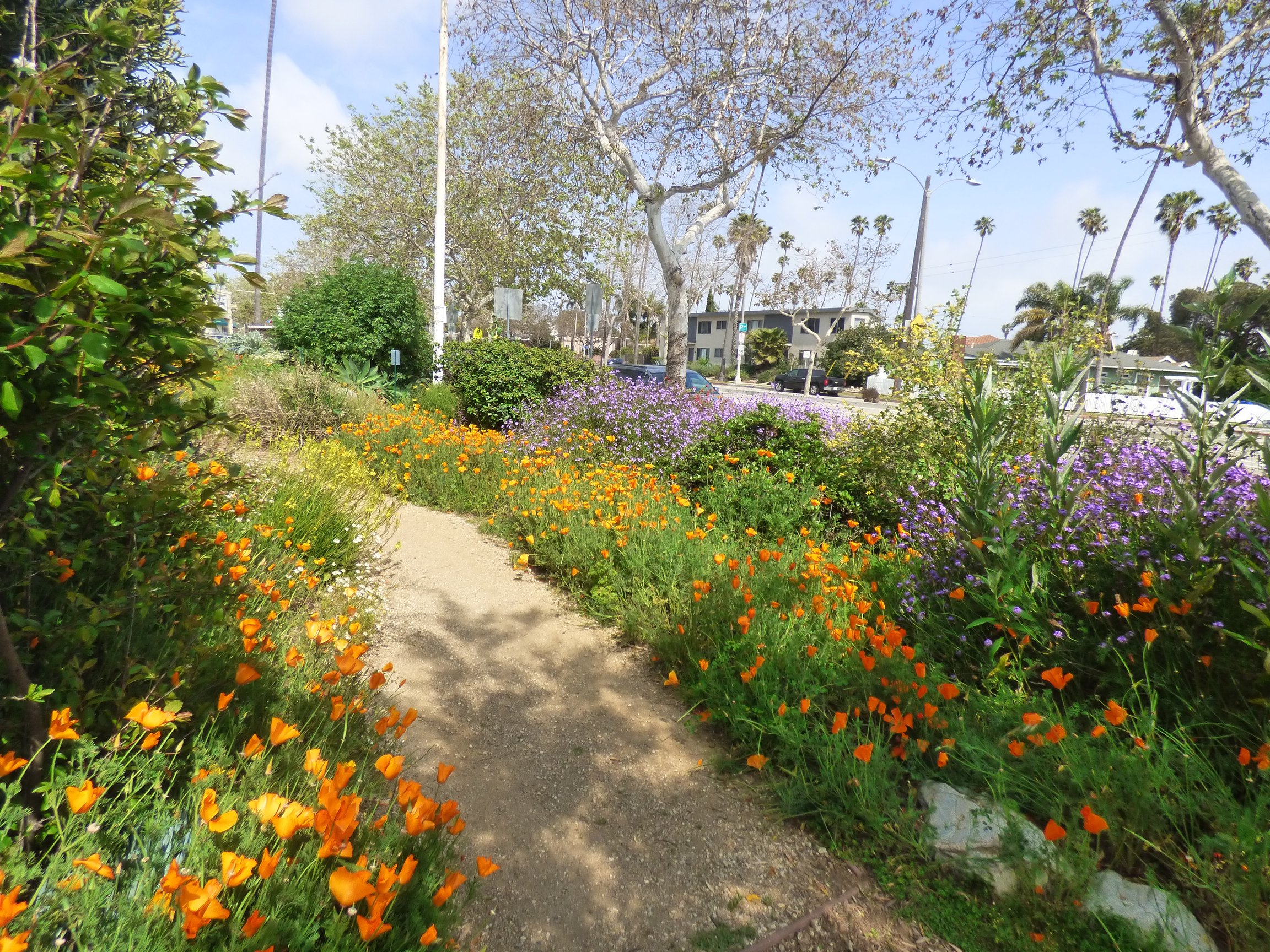 Using Nature to Mitigate Extreme Weather with Ocean Friendly Gardens