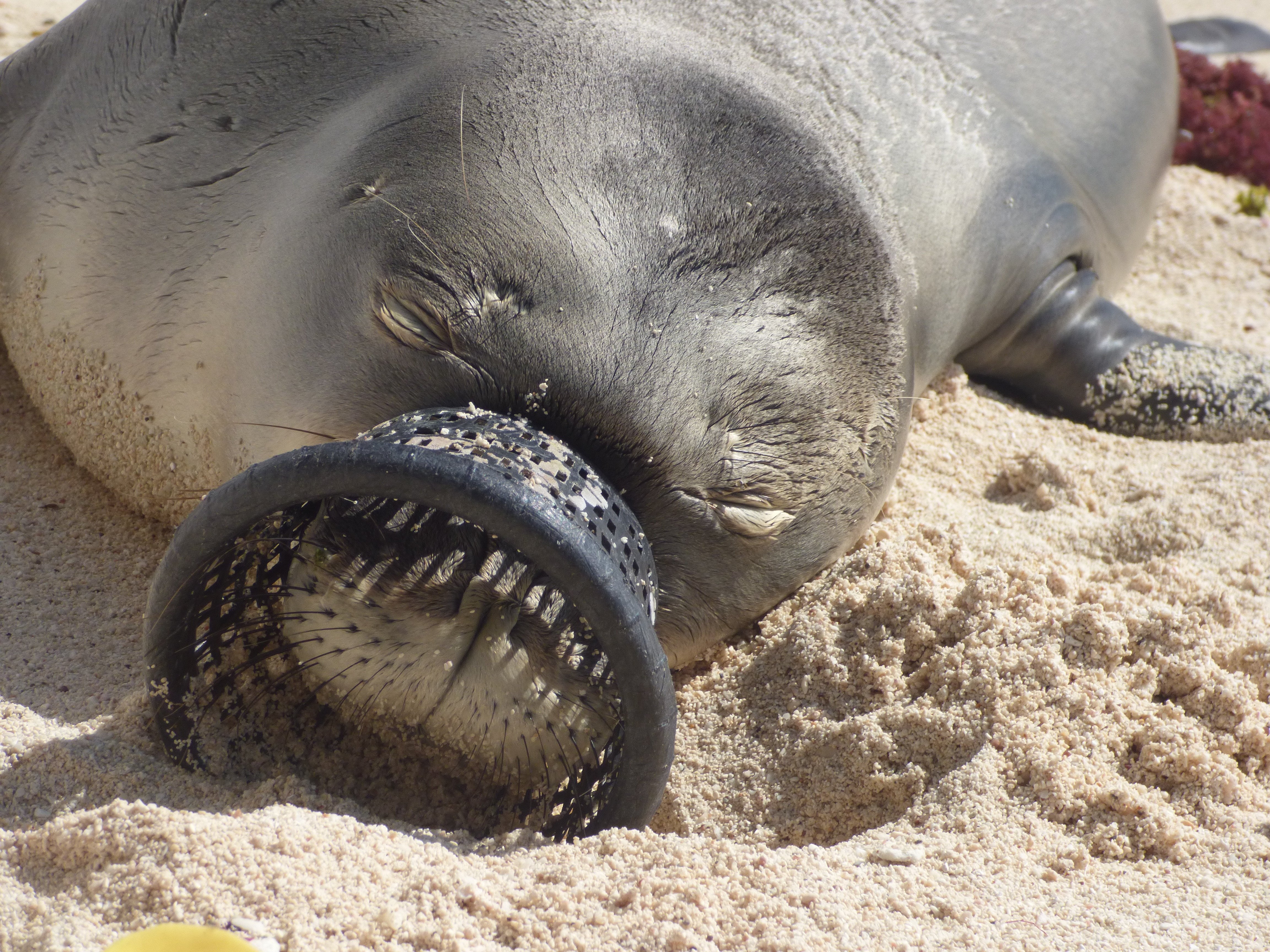 Pup Lisianki 2017 d NOAA Permit # 16632-02