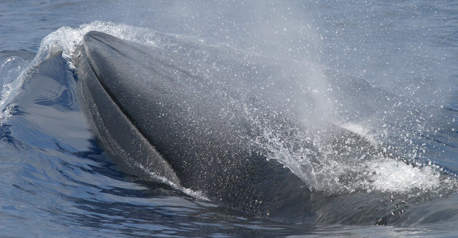 Rices-Whale-Hero-2-NOAA-SEFSC-MMPA-Permit-No-779-1633_gallery