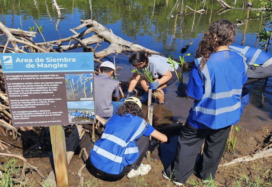 CeDIn x Surfrider PR Arecibo Mangrove Planting 2025