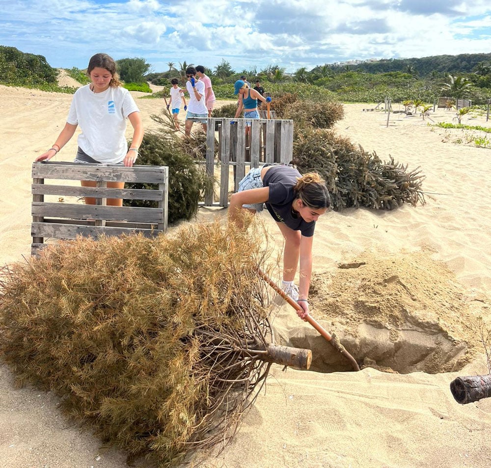 Sofía Lammot Pérez With the TASIS Dorado Surfrider Student Club using Christmas Trees for dune restoration