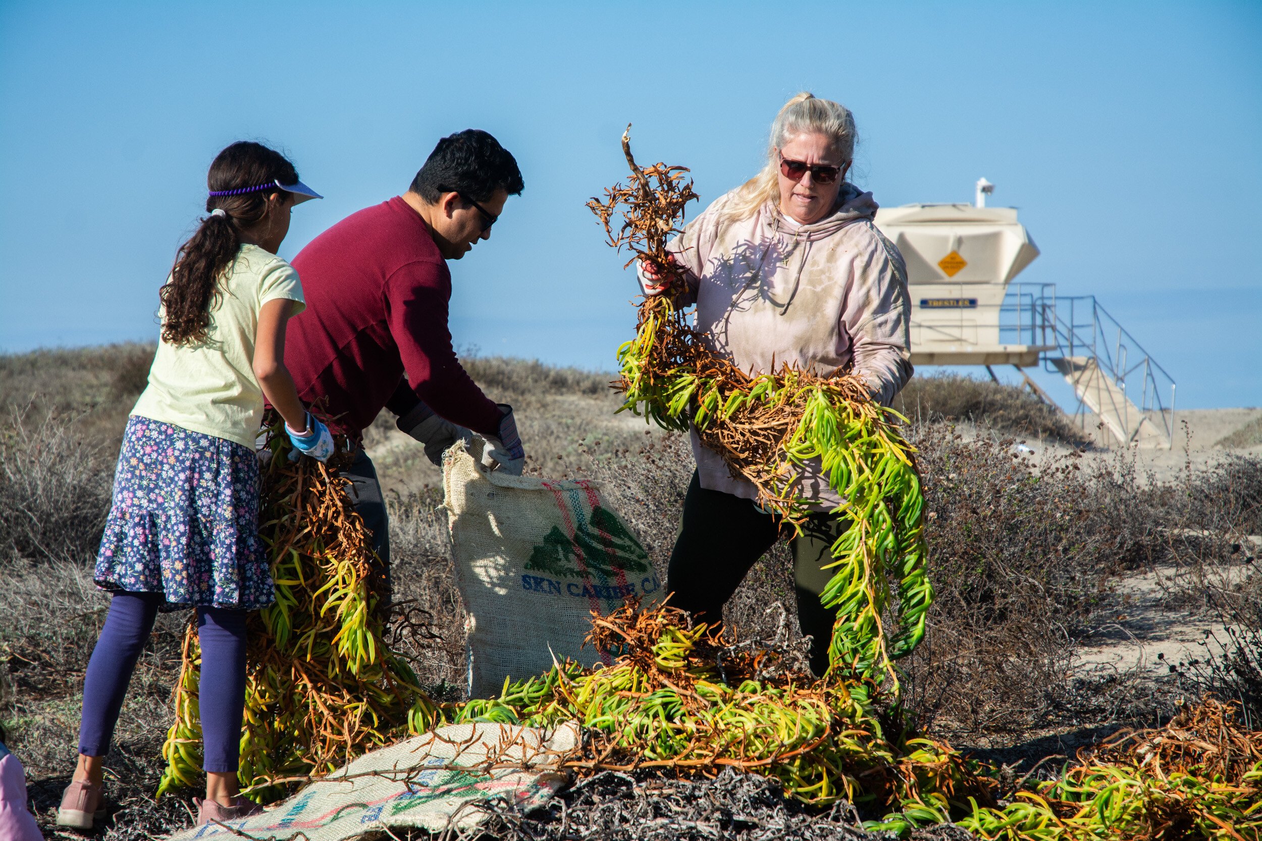 Three volunteers work to lift heavy strings of iceplant off the sand. A back ground of baby blue skies above and set withing a silvery brown dune feild of native plants.