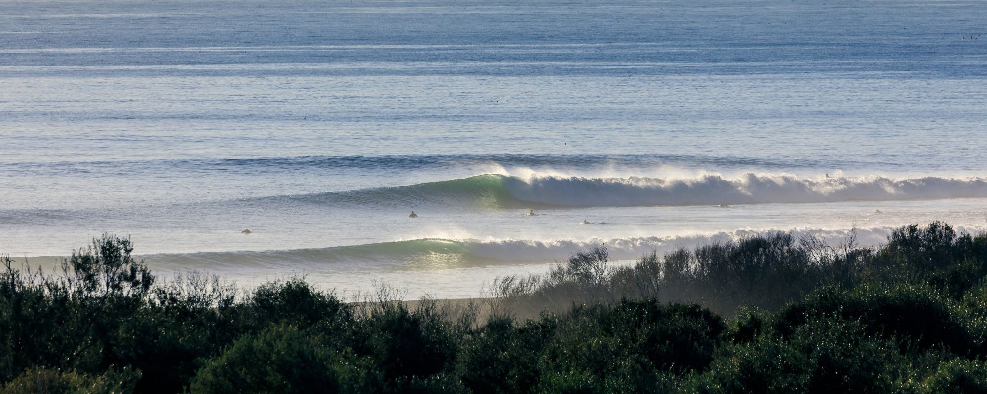 Lower Trestles breaking almost at dusk with foliage in the foreground.