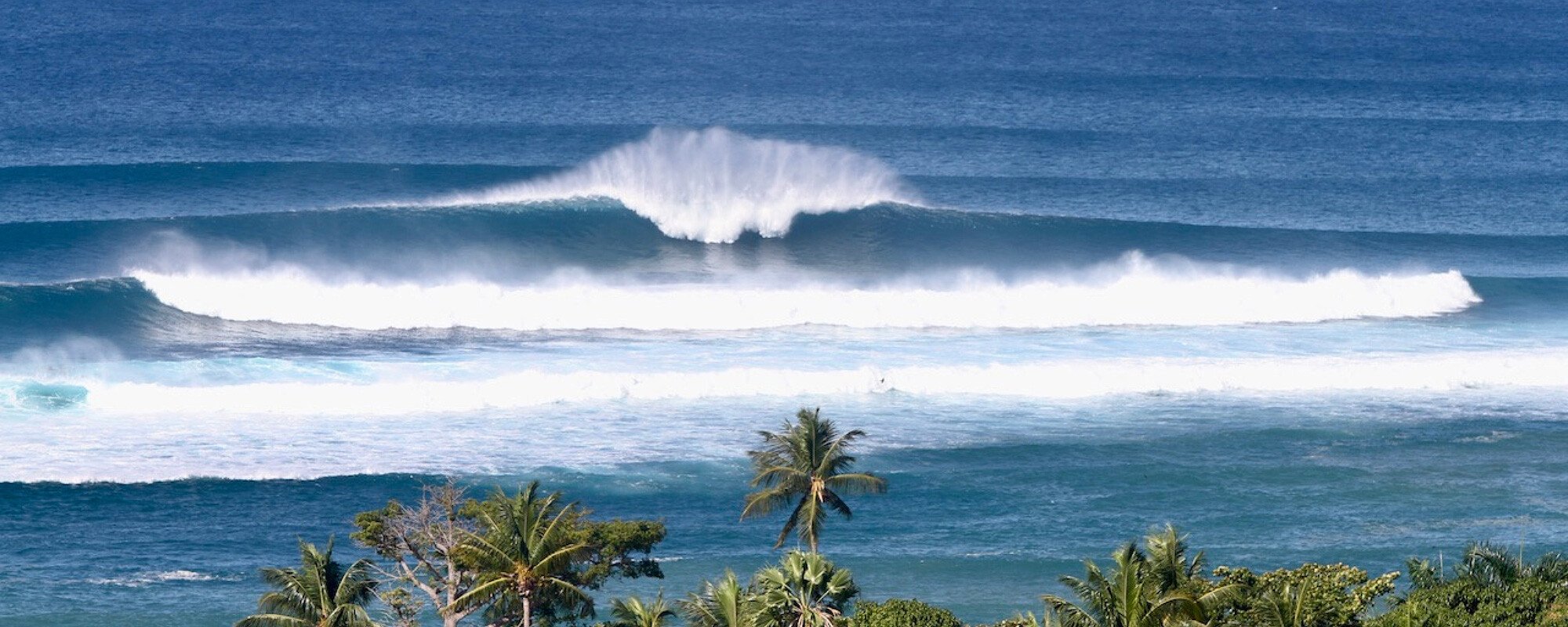Big A-Frame wave at Tres Palmas with palm trees in the foreground.