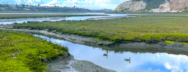Coastal wetland near Huntington Beach, CA.