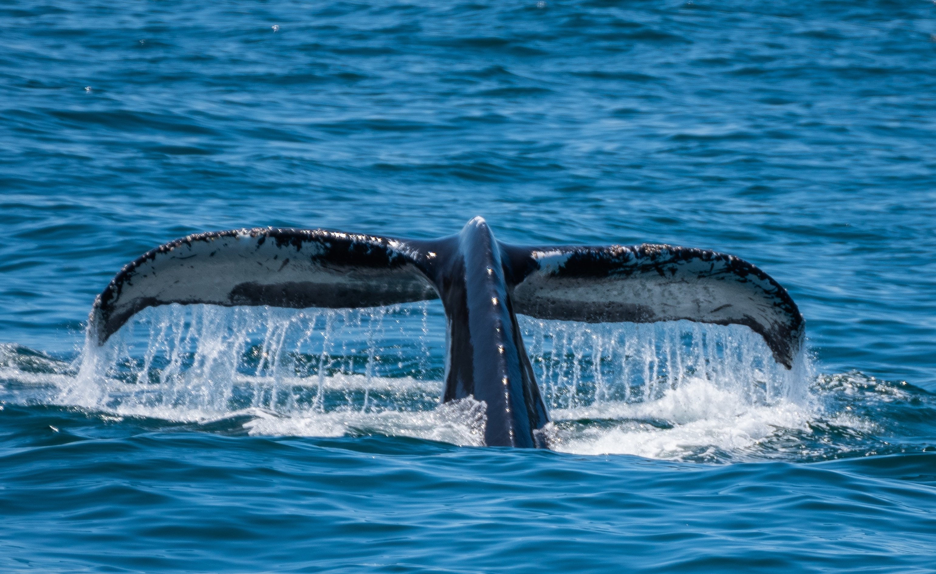 Whale_Stellwagen_shutterstock_2314784473