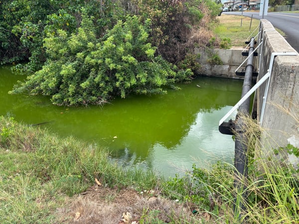 Picture of bright green drainage canal