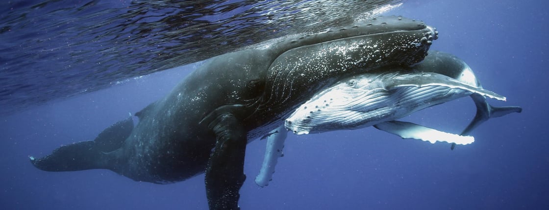 ocean-protection-whales_AA - Pete Stauffer