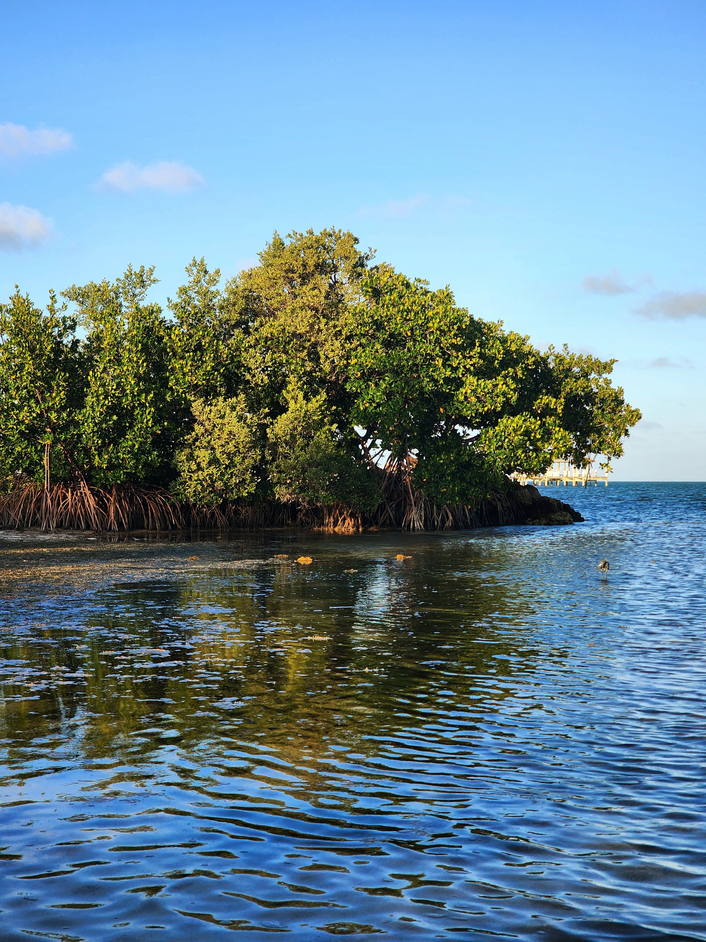 Mangrove in Islamorada, Florida