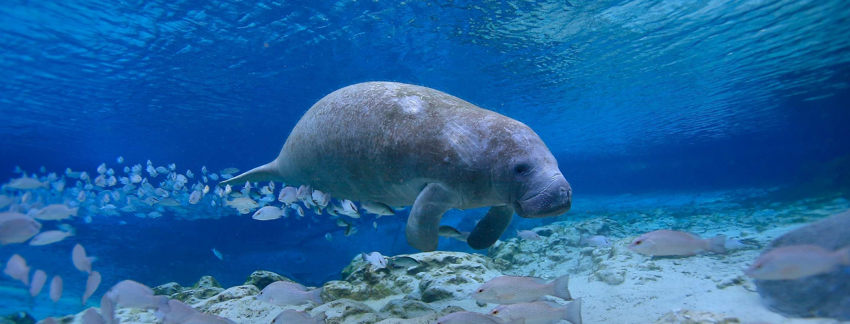 A manatee in clear blue water.