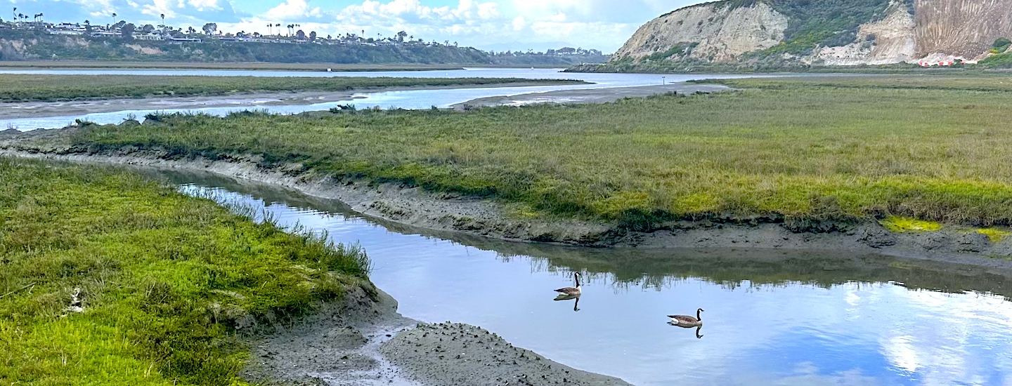 Coastal wetland near Huntington Beach, CA.