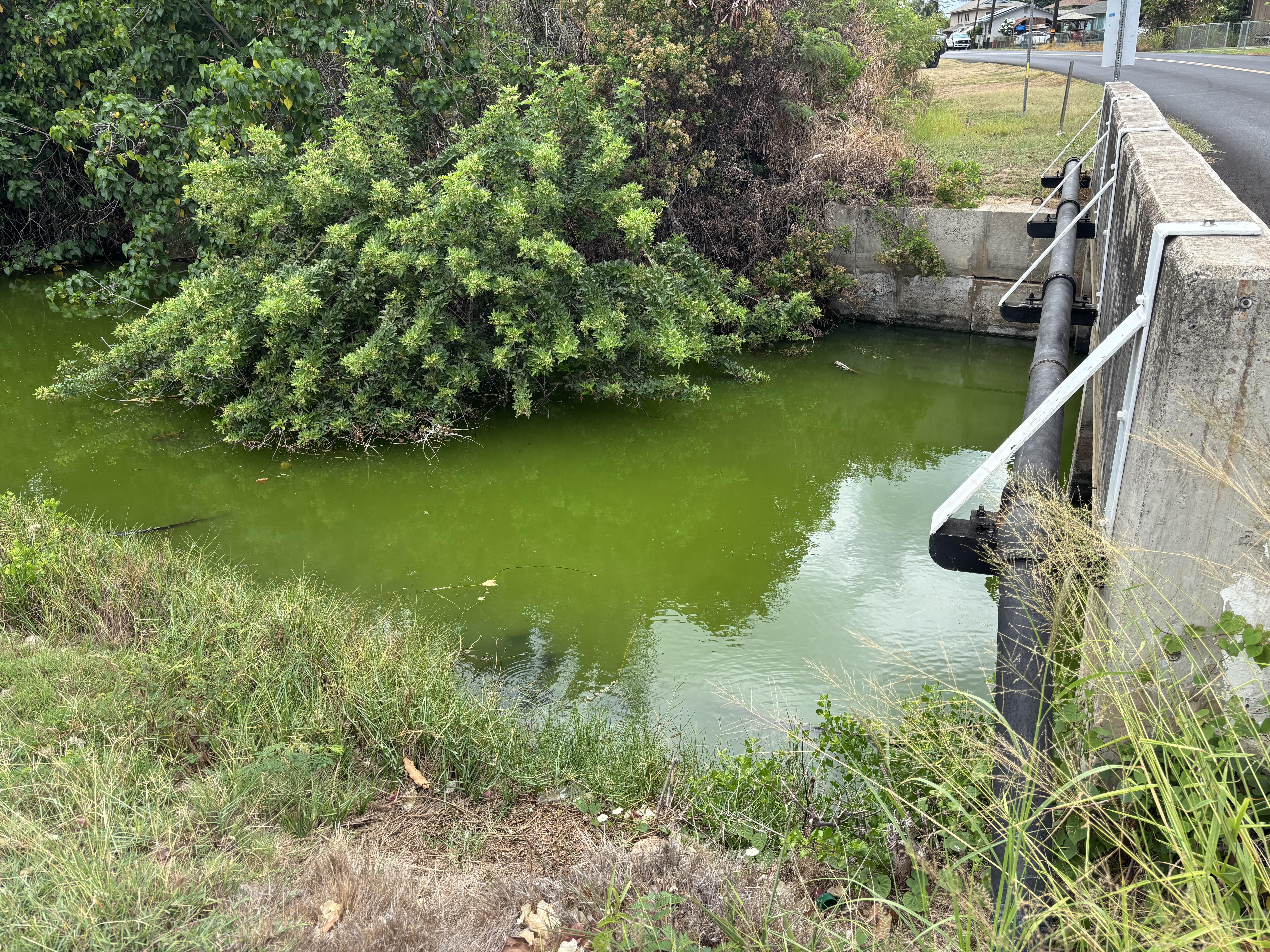 Picture of bright green drainage canal