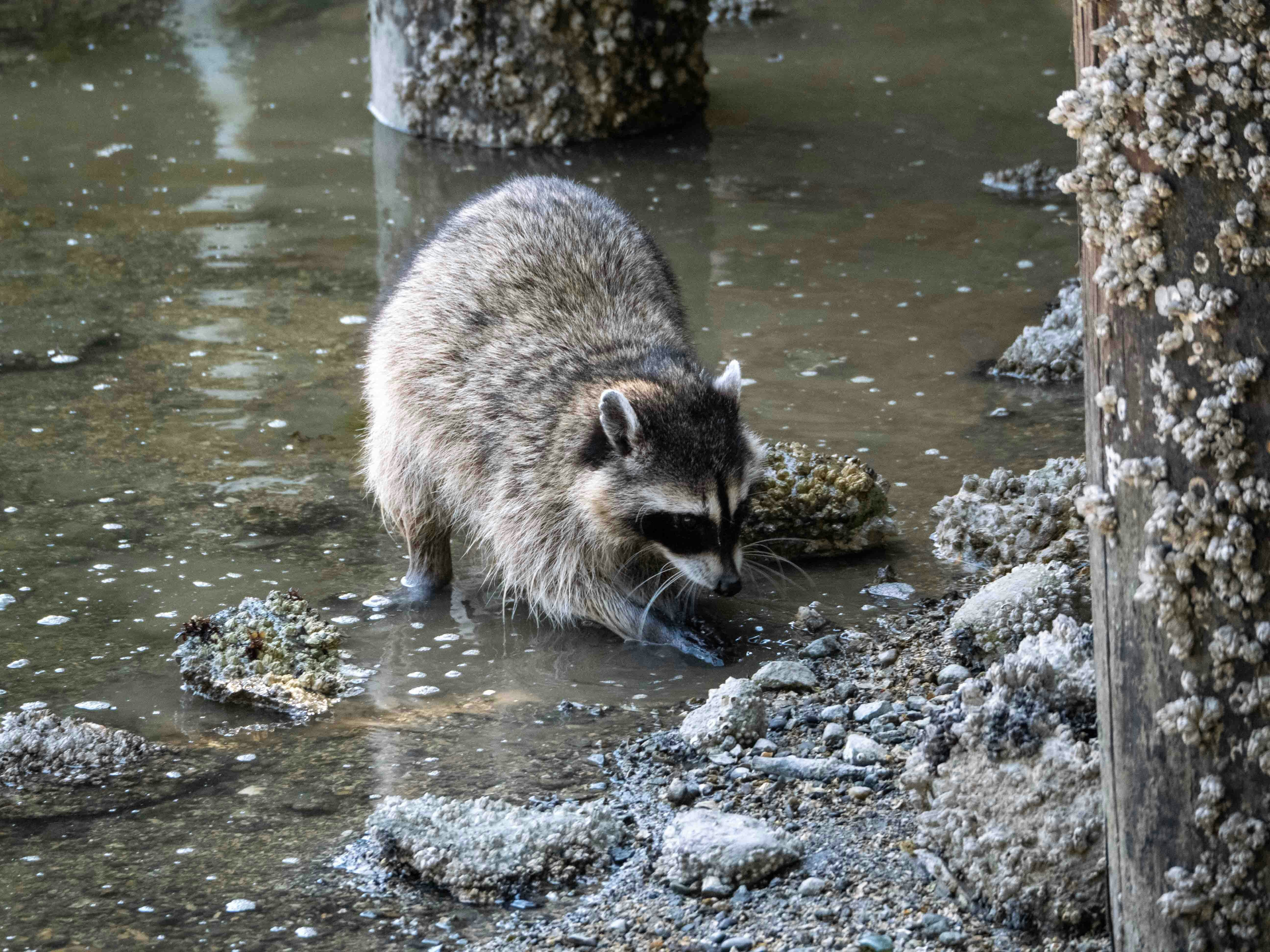 A raccoon washes its paws in shallow water