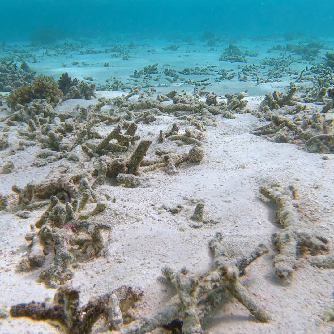 reef-damaged